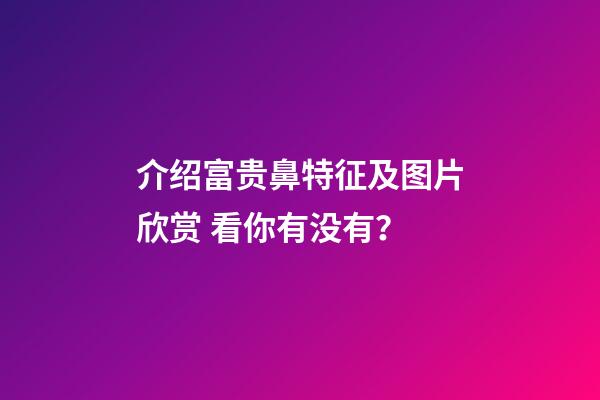 介绍富贵鼻特征及图片欣赏 看你有没有？